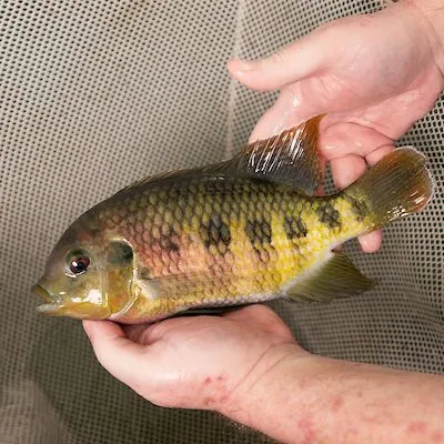 thumbnail for publication: Submission of Fish for Diagnostic Evaluation